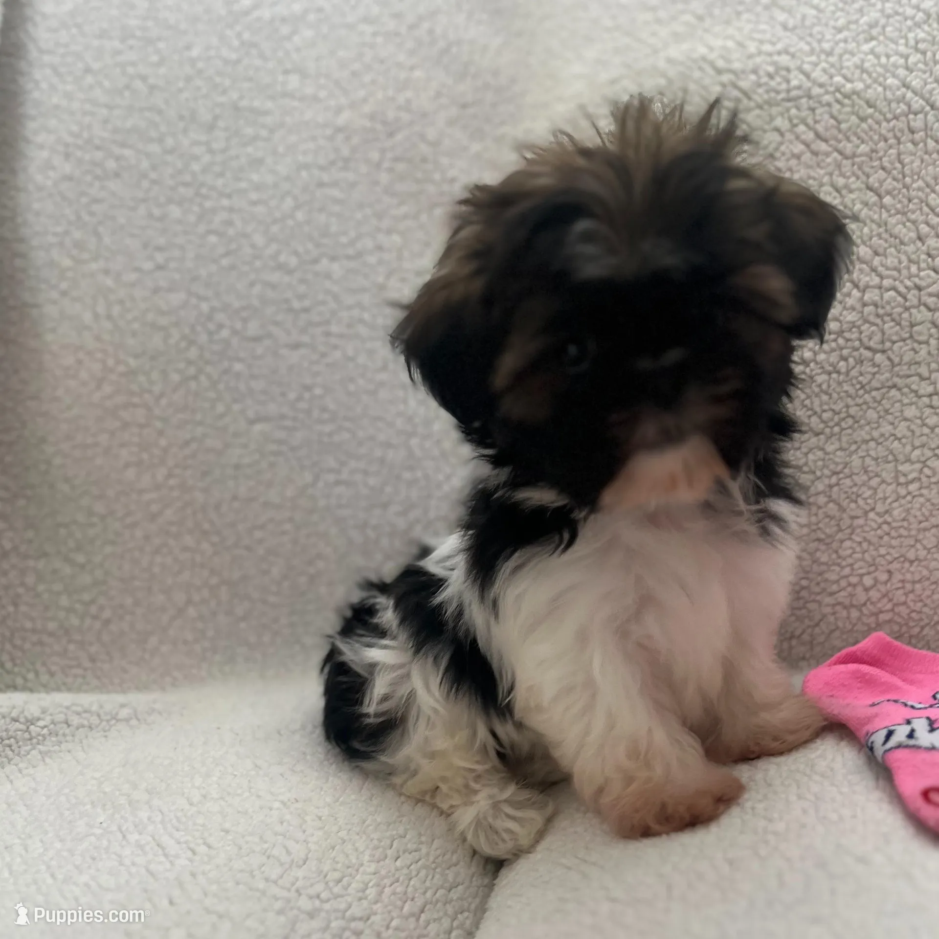 Alex, a male Shih Tzu for sale in Tucson, AZ – Photo 2 of 5