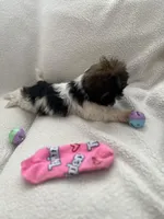 Alex, a male Shih Tzu for sale in Tucson, AZ – Photo 3 of 5