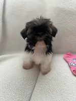 Alex, a male Shih Tzu for sale in Tucson, AZ – Photo 1 of 5