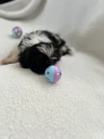 Mitchell, a male Shih Tzu for sale in Tucson, AZ – 7 of 8