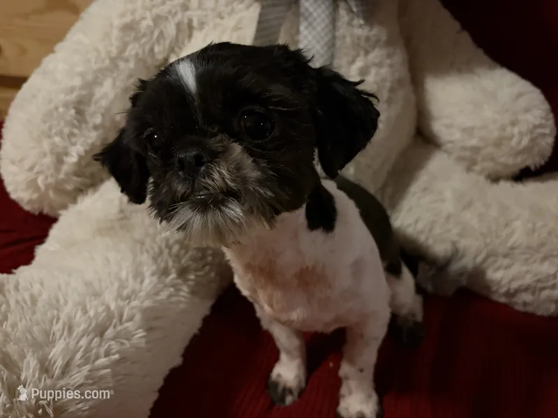 Mitchell – Shih Tzu puppy for sale in Tucson, AZ
