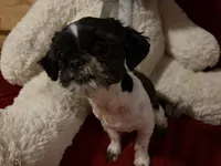 Mitchell, a male Shih Tzu for sale in Tucson, AZ – 1 of 8