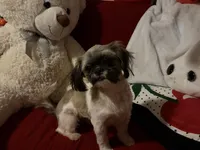 Alex, a male Shih Tzu for sale in Tucson, AZ – 4 of 8