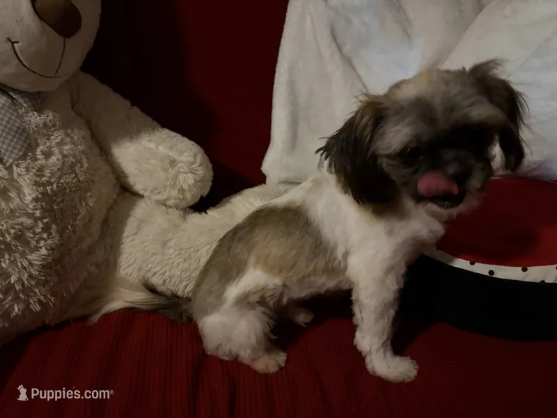 Alex – Shih Tzu puppy for sale in Tucson, AZ