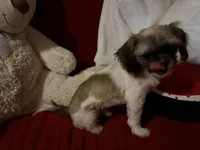 Alex, a male Shih Tzu for sale in Tucson, AZ – 1 of 8