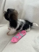 Alex, a male Shih Tzu for sale in Tucson, AZ – 7 of 8