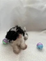 Mitchell, a male Shih Tzu for sale in Tucson, AZ – Photo 1 of 6