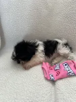 Mitchell, a male Shih Tzu for sale in Tucson, AZ – Photo 4 of 6