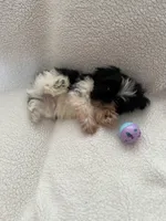 Mitchell, a male Shih Tzu for sale in Tucson, AZ – Photo 6 of 6