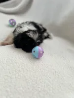 Mitchell, a male Shih Tzu for sale in Tucson, AZ – Photo 2 of 6