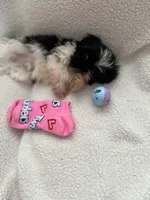 Mitchell, a male Shih Tzu for sale in Tucson, AZ – Photo 5 of 6