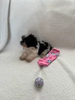 Mitchell, a male Shih Tzu for sale in Tucson, AZ – Photo 3 of 6