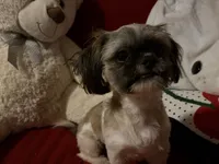 Alex, a male Shih Tzu for sale in Tucson, AZ – 5 of 8