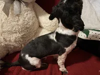 Mitchell, a male Shih Tzu for sale in Tucson, AZ – 4 of 8