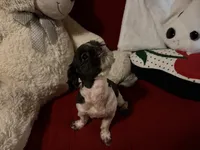 Mitchell, a male Shih Tzu for sale in Tucson, AZ – 3 of 8