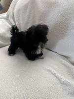 Salem, a female Shih Tzu for sale in Tucson, AZ – Photo 2 of 4