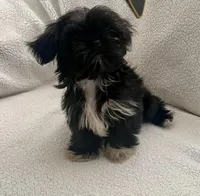 Salem, a female Shih Tzu for sale in Tucson, AZ – Photo 3 of 4