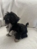 Salem, a female Shih Tzu for sale in Tucson, AZ – Photo 4 of 4