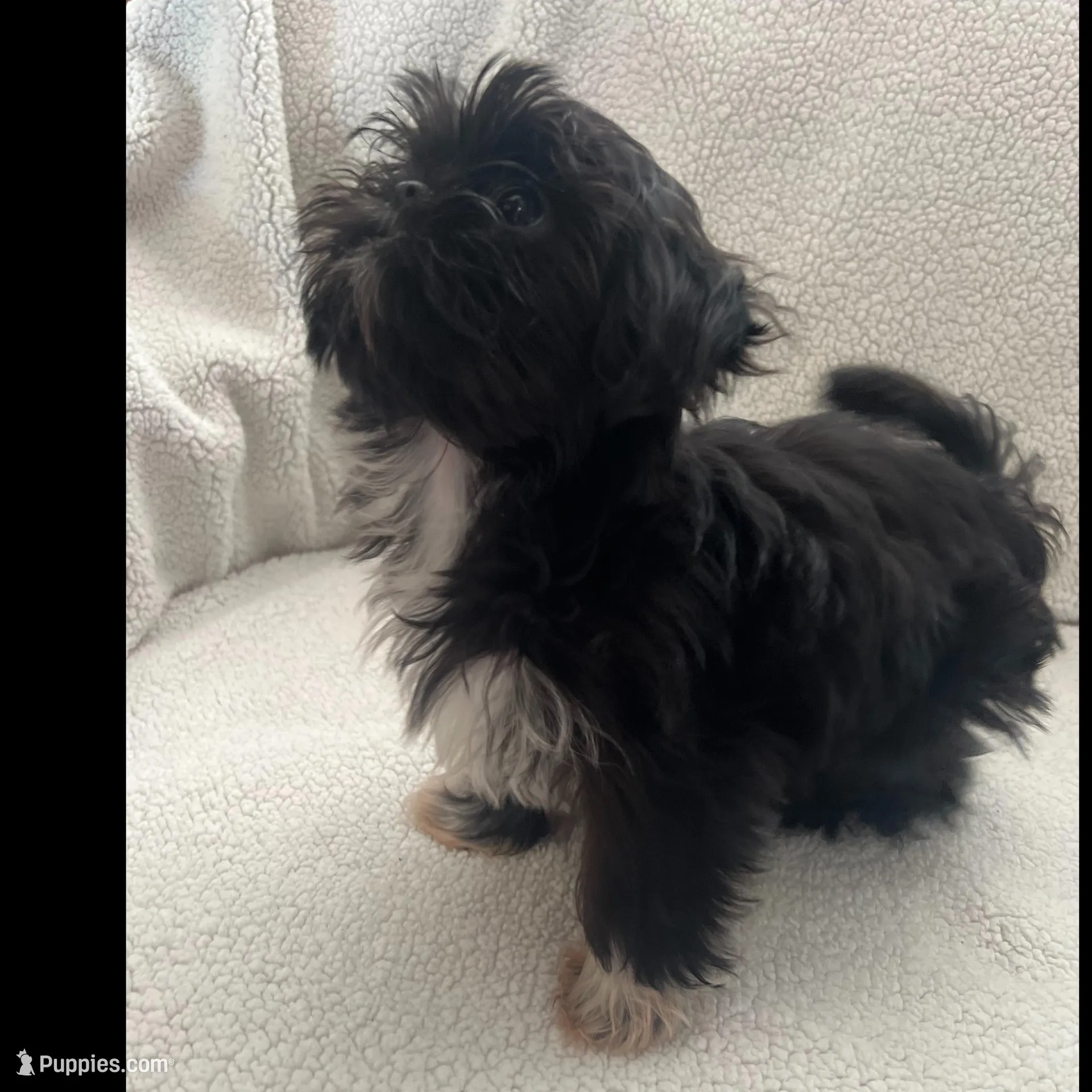 Salem – Shih Tzu puppy for sale in Tucson, AZ