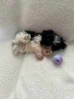 Mitchell, a male Shih Tzu for sale in Tucson, AZ – 8 of 8