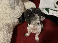Mitchell, a male Shih Tzu for sale in Tucson, AZ – 2 of 8