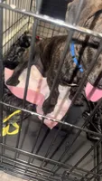 snap, a male Cane Corso for sale in Los Angeles, CA – 2 of 2