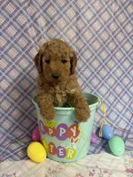 Purple Pattie, a female Miniature Goldendoodle for sale in Bokchito, OK – Photo 2 of 3