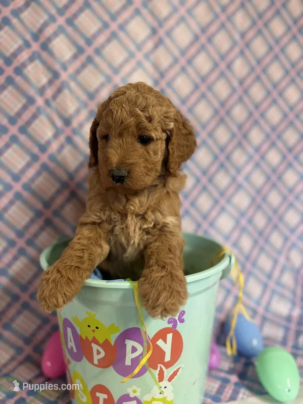 Purple Pattie – Miniature Goldendoodle puppy for sale in Bokchito, OK