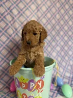 Purple Pattie, a female Miniature Goldendoodle for sale in Bokchito, OK – Photo 1 of 3