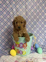 Purple Pattie, a female Miniature Goldendoodle for sale in Bokchito, OK – Photo 3 of 3