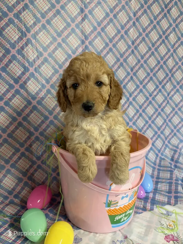 Little Red – Miniature Goldendoodle puppy for sale in Bokchito, OK