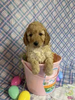 Little Red, a female Miniature Goldendoodle for sale in Bokchito, OK – Photo 1 of 3