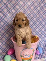 Little Red, a female Miniature Goldendoodle for sale in Bokchito, OK – Photo 3 of 3