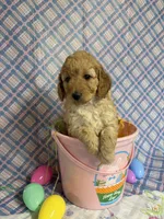 Little Red, a female Miniature Goldendoodle for sale in Bokchito, OK – Photo 2 of 3