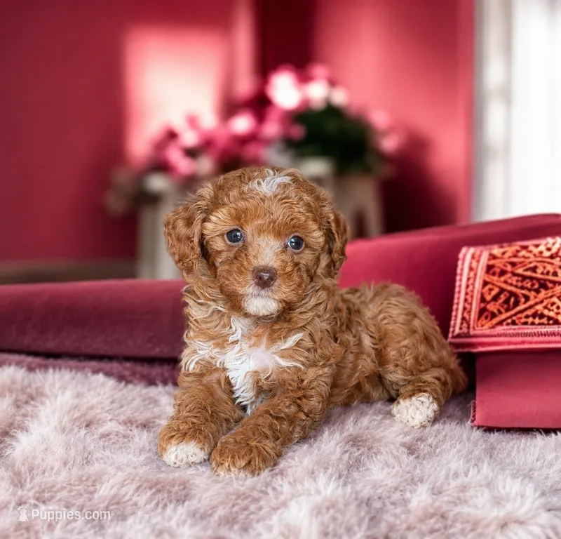 Rebekah – Poodle - Toy  puppy for sale in Fort Lauderdale, FL