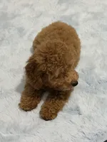 Mia, a female Poodle - Miniature  for sale in Fort Lauderdale, FL – 3 of 3