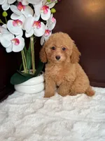 Bri, a female Poodle - Miniature  for sale in Fort Lauderdale, FL – 2 of 2