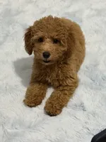 Mia, a female Poodle - Miniature  for sale in Fort Lauderdale, FL – 2 of 3