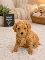 Serena, a female Poodle - Miniature  for sale in Fort Lauderdale, FL – 1 of 2