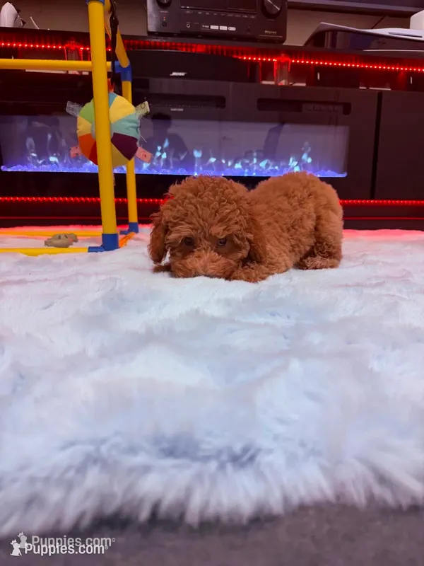 Mia – Poodle - Miniature  puppy for sale in Fort Lauderdale, FL