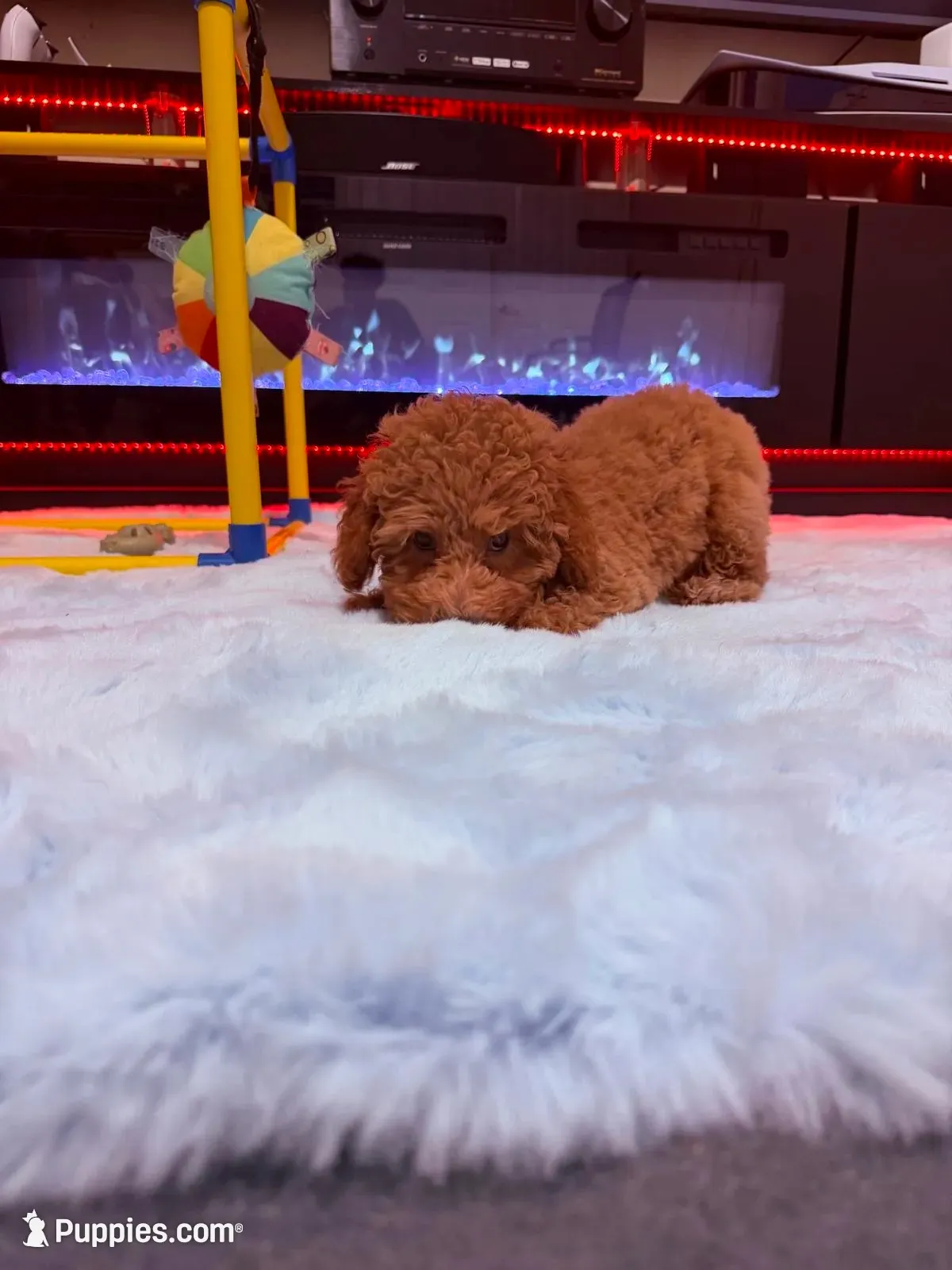 Mia, a female Poodle - Miniature  for sale in Fort Lauderdale, FL – 1 of 3