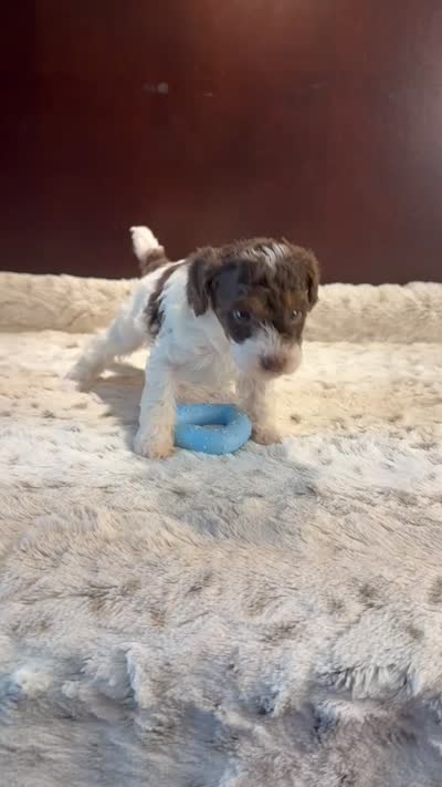 Serena, a female Poodle - Miniature  for sale in Fort Lauderdale, FL – 2 of 2