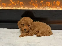 Nate, a female Poodle - Miniature  for sale in Fort Lauderdale, FL – 2 of 3