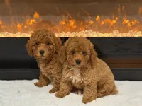 Nate, a female Poodle - Miniature  for sale in Fort Lauderdale, FL – 3 of 3