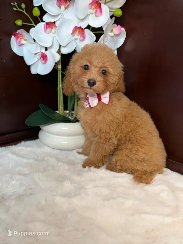 Bri – Poodle - Miniature  puppy for sale in Fort Lauderdale, FL