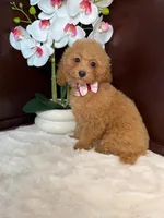 Bri, a female Poodle - Miniature  for sale in Fort Lauderdale, FL – 1 of 2