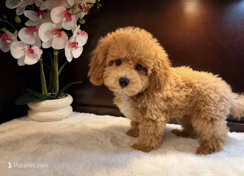 Payton – Poodle - Miniature  puppy for sale in Fort Lauderdale, FL