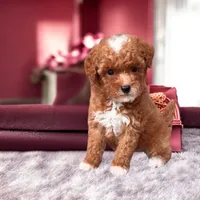 Rebekah, a female Poodle - Toy  for sale in Fort Lauderdale, FL – 2 of 2