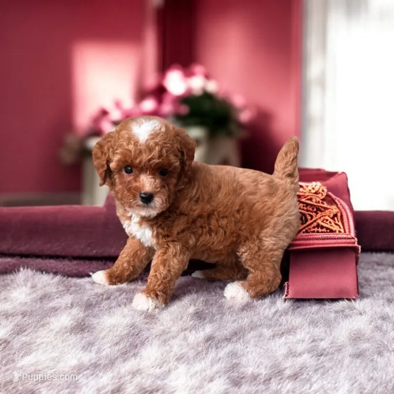 Rebekah – Poodle - Toy  puppy for sale in Fort Lauderdale, FL