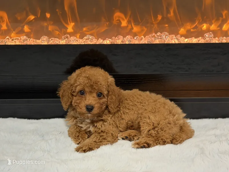 Nate – Poodle - Miniature  puppy for sale in Fort Lauderdale, FL